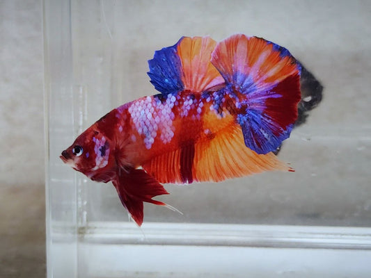 Giant Multicolor HMPK Male BGB45202