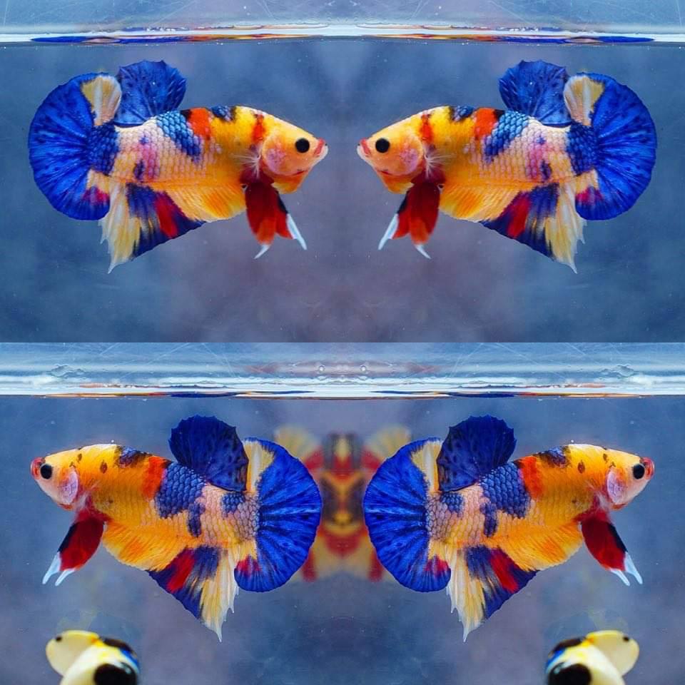 Multicolor HMPK Make - BHB24003