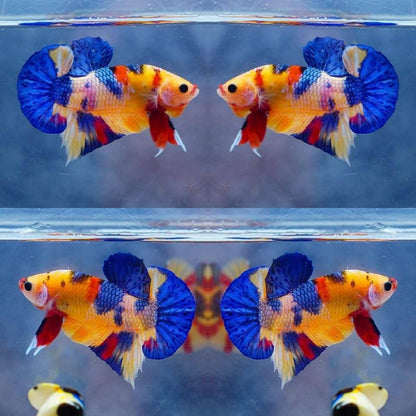 Multicolor HMPK Make - BHB24003
