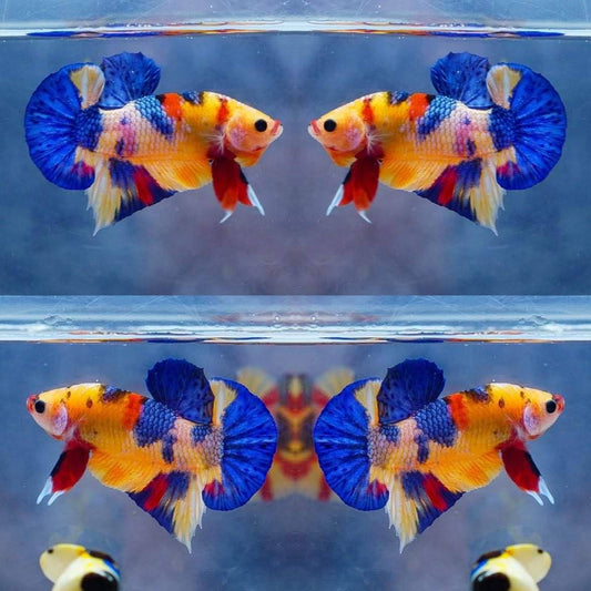 Multicolor HMPK Make - BHB24003