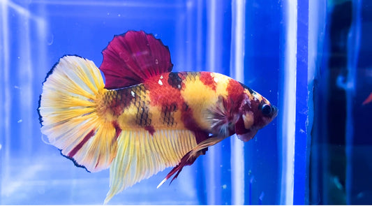 Giant Nemo HMPK Male  BGHB1027