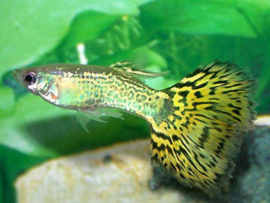 Green Metal Snake Skin Guppy