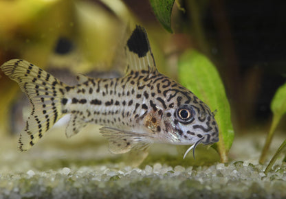 Julli Corydoras 3-4cm