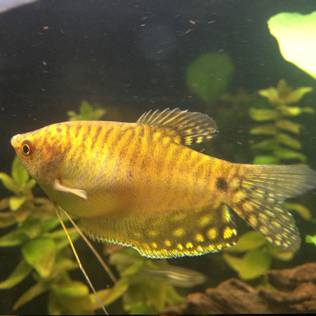 Gold Gourami 5/6cm