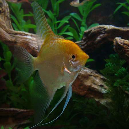 Gold Angelfish  5-6cm