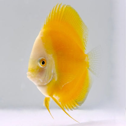Golden Yellow Discus