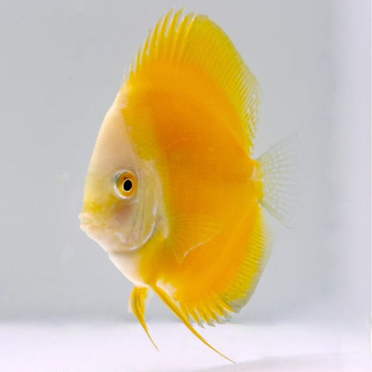 Golden Yellow Discus