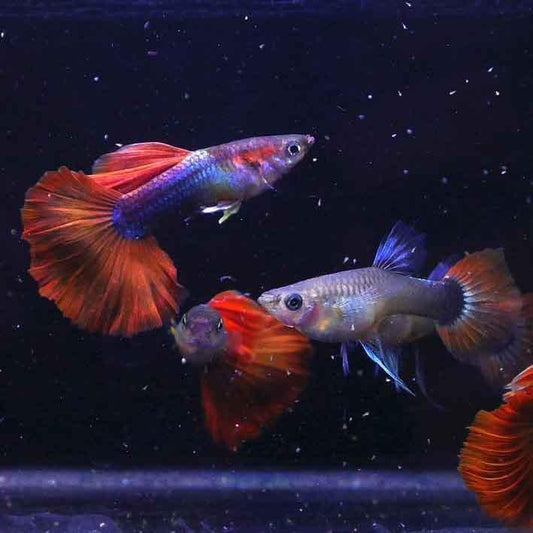 Red Rose Guppy