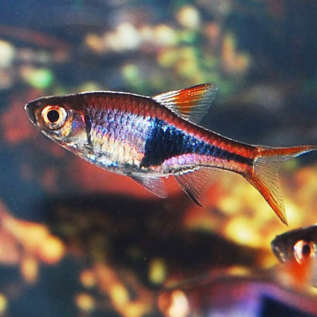 Harlequin Rasbora 3cm