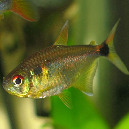 Head and Tail Light Tetra