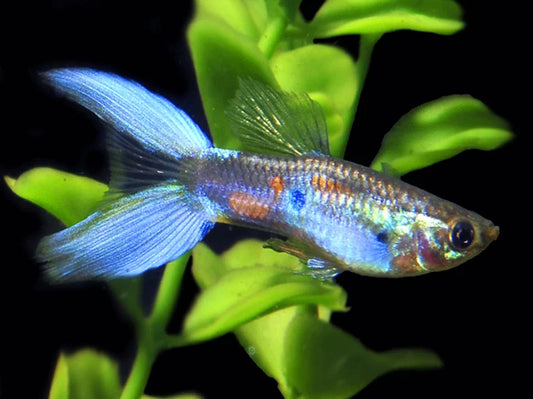 Blue Scissor Tail  Guppy