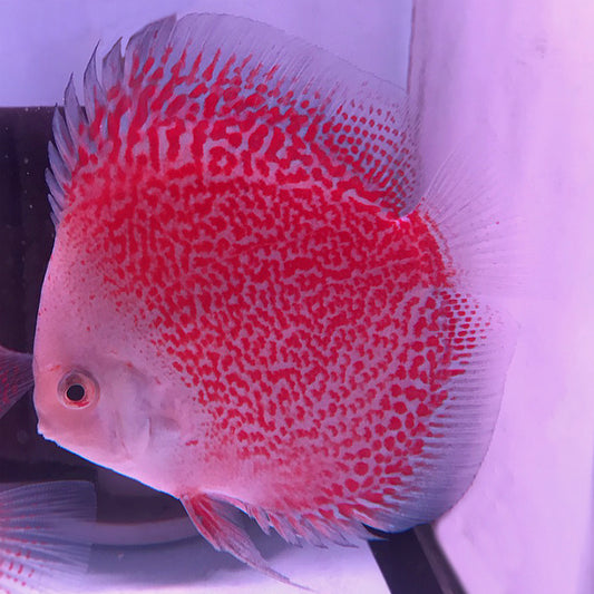 Snow Leopard Discus