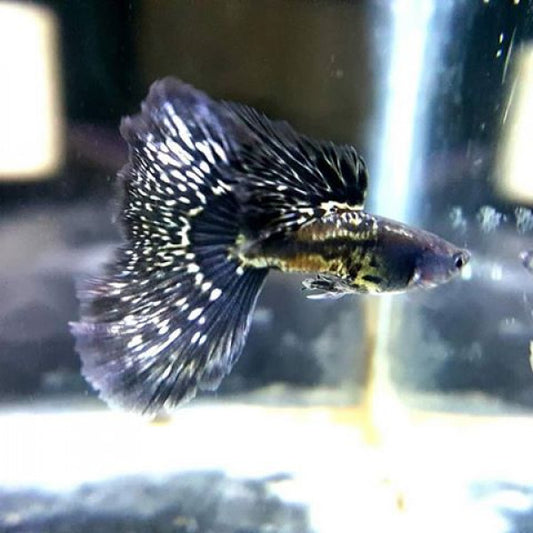 Black Lace Metal Snakeskin Guppies (Rare)