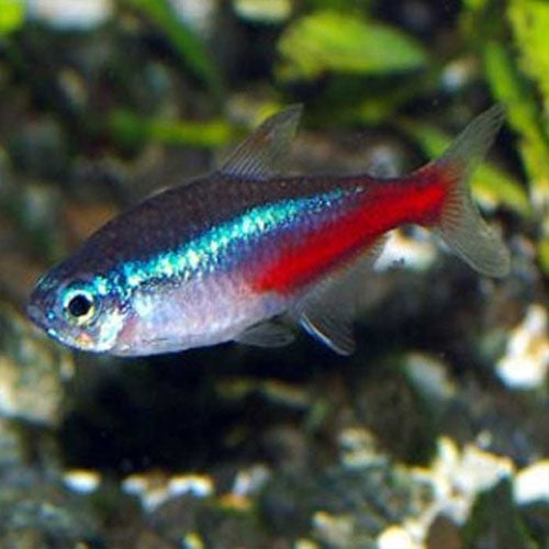 Neon Tetra 2 - 2.5cm