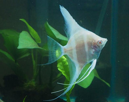Albino Dantum Angelfish 6-7cm (High Grade)