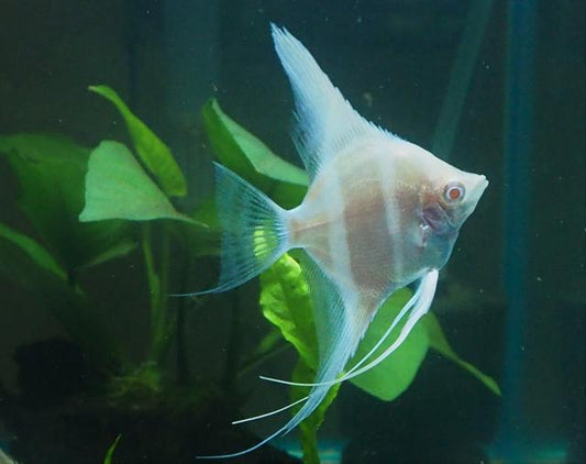 Albino Dantum Angelfish 6-7cm (High Grade)
