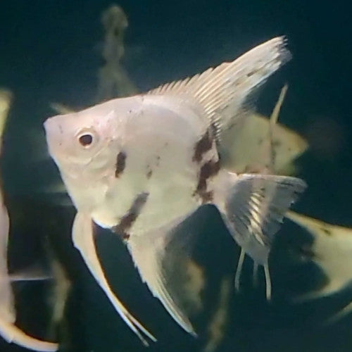 Panda Angelfish 5-6cm