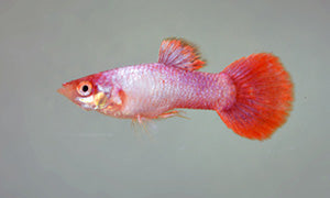 Pink Guppy
