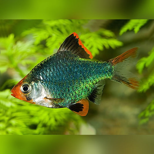 Green Tiger Barb