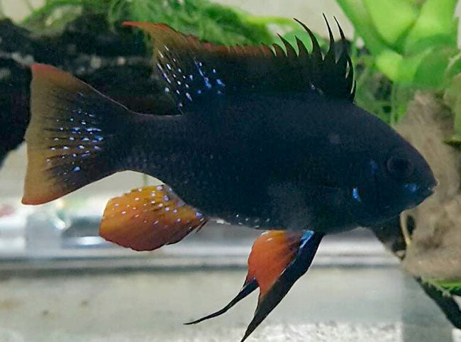 Black Rams (Dark knights)