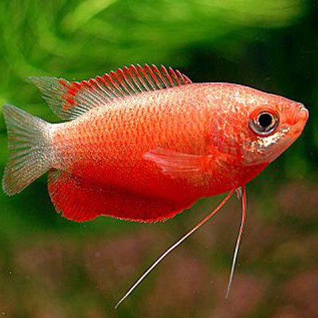 Red Honey Gourami