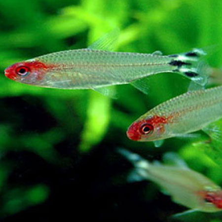 Rummynose Tetra