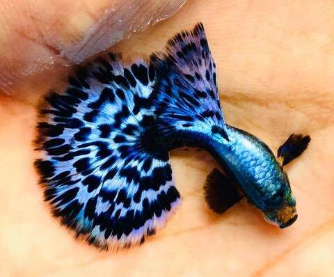 Sky Blue Dumbo Ear Guppy