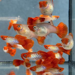 Koi Cobra Guppy