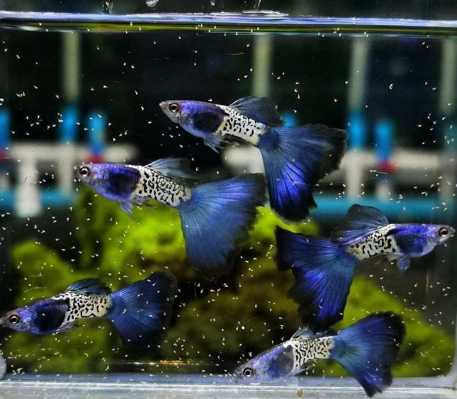 Blue Tail Metal Snake Skin Guppy (Rare)