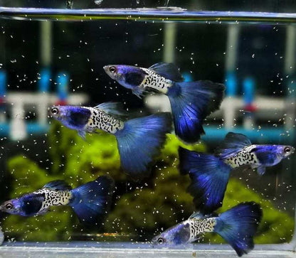 Blue Tail Metal Snake Skin Guppy (Rare)
