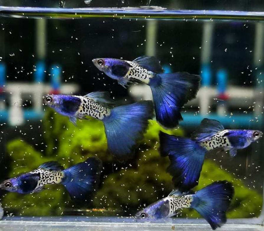 Blue Tail Metal Snake Skin Guppy (Rare)