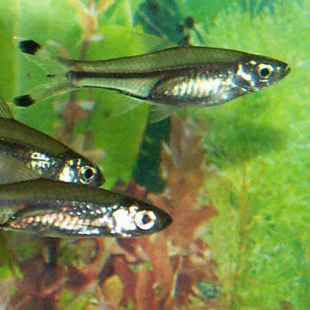 Scissortail Rasbora