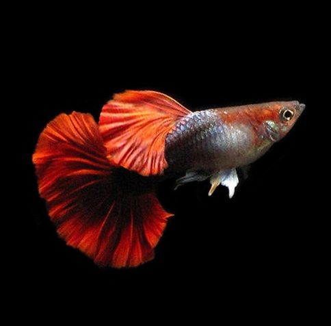 Red Rose Tail Guppy (Rare)