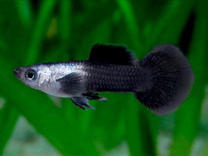 Panda Dumbo Guppy
