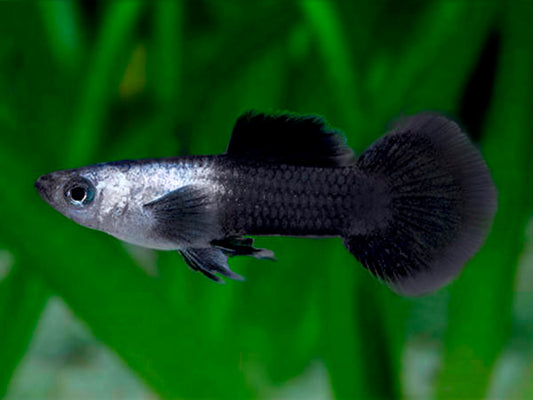 Panda Dumbo Guppy