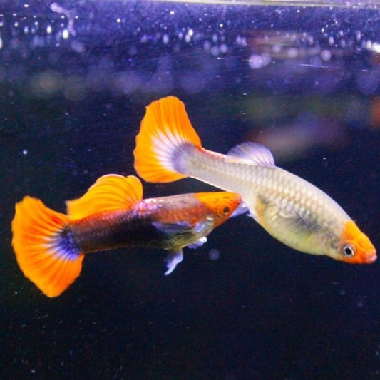 Koi Tuxedo Guppy