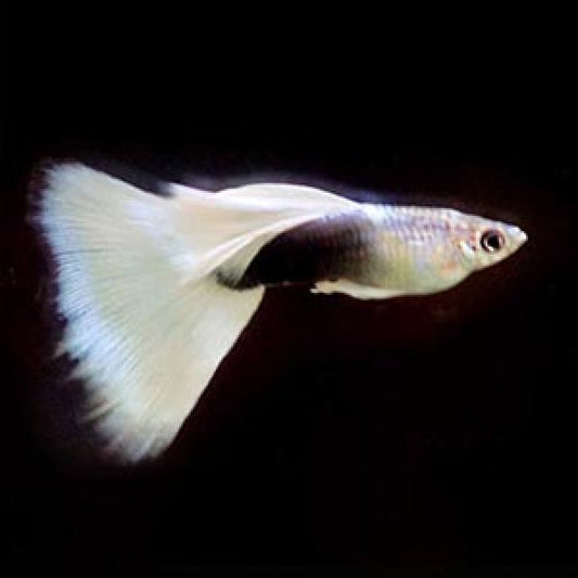 Platinum White Tuxedo Guppy