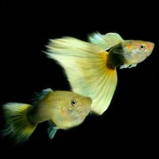 Yellow Tuxedo Guppy