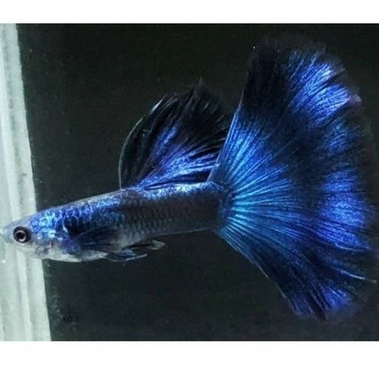 Blue  Moscow Guppy