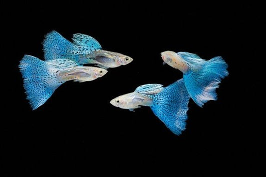 Blue Grass Guppy