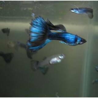 Blue  Moscow Guppy
