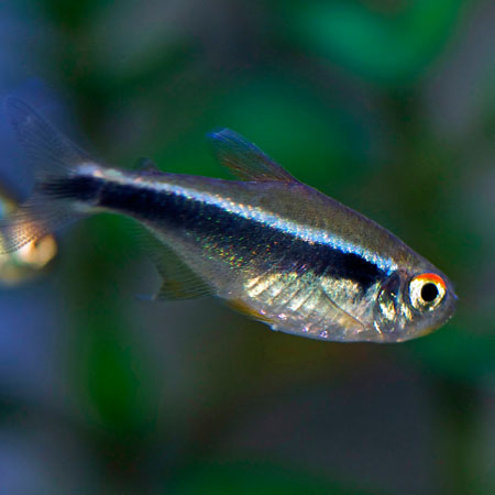Blackneon Tetra