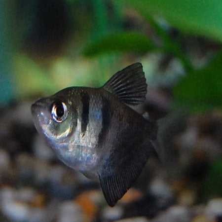 Black Widow Tetra