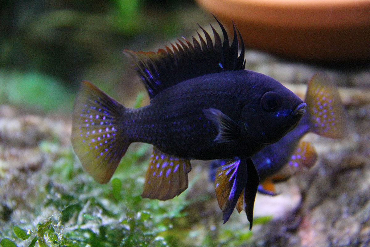 Black Rams (Dark knights)