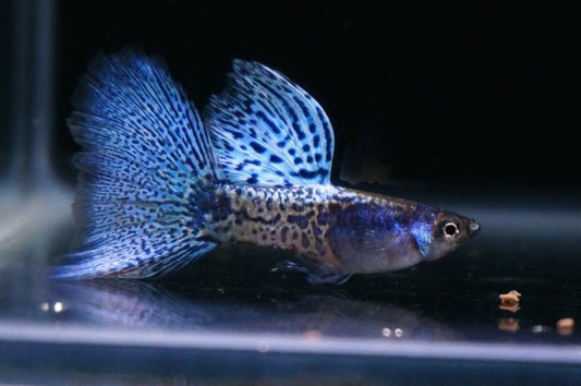 Blue Metal Lace Guppy (Rare)