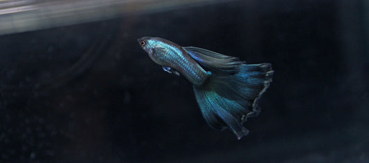 Green Moscow Guppy