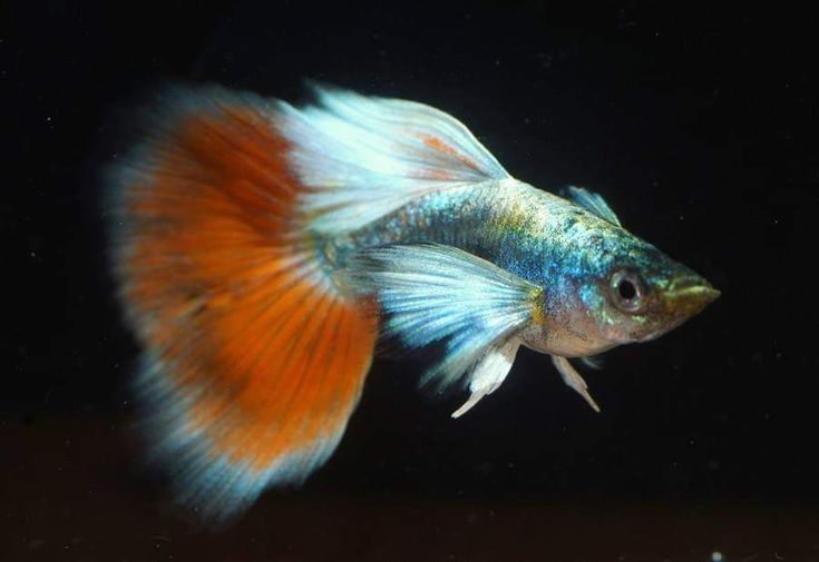 Santa Clause Dumbo Ear Guppy