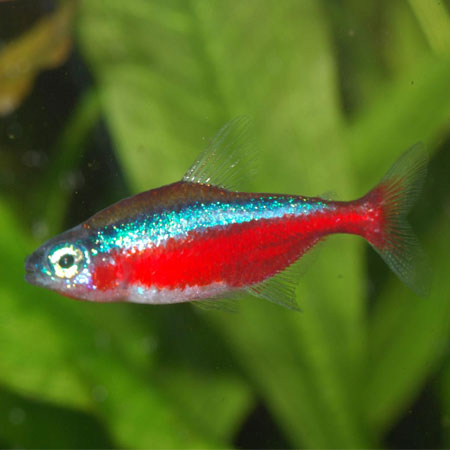 Cardinal Tetra 2.5cm