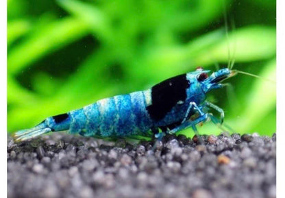 Mosura Blue Bolt shrimp (Med-High Grades) (Rise in Tap water)