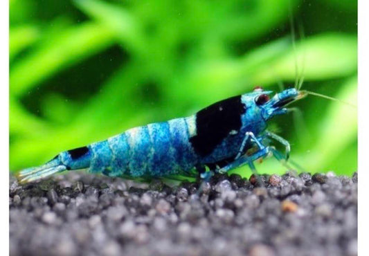 Mosura Blue Bolt shrimp (Med-High Grades) (Rise in Tap water)